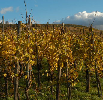 Weinberge um Freiburg